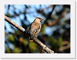 tlhi Bohemian Waxwing 8655 * 800 x 592 * (348KB)
